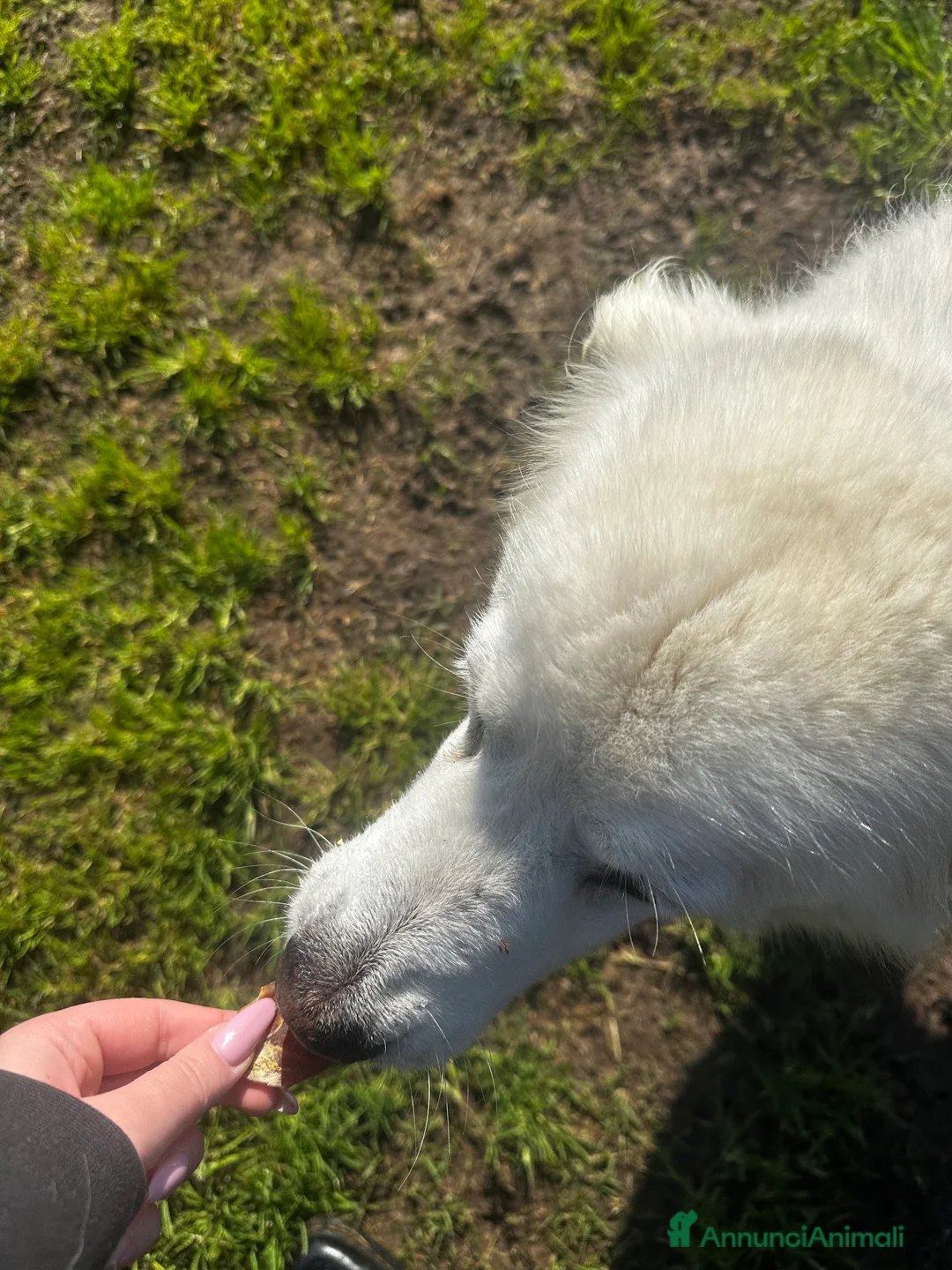 Pastore Maremmano cani in regalo: Vittoria dolcissima maremmana in adozione a Provincia di Latina - Annuncio 4