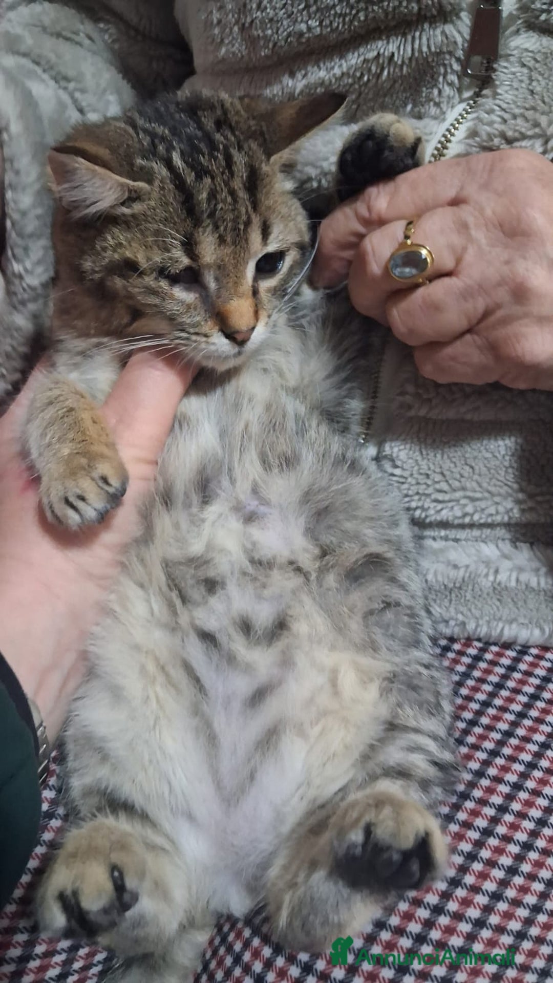 Altre razze gatti in regalo: GATTINI SPECIALI  - Annuncio 8