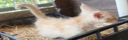 Maine Coon gatti in vendita: Maine coon con difetto prezzo simbolico  - Annuncio 5
