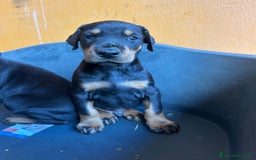 Dobermann cani in vendita: cuccioli dobermann selezionati  a Provincia di Avellino - Immagine 4