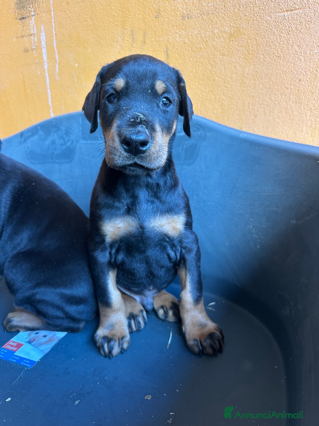 Dobermann cani in vendita: cuccioli dobermann selezionati  a Provincia di Avellino - Immagine 4