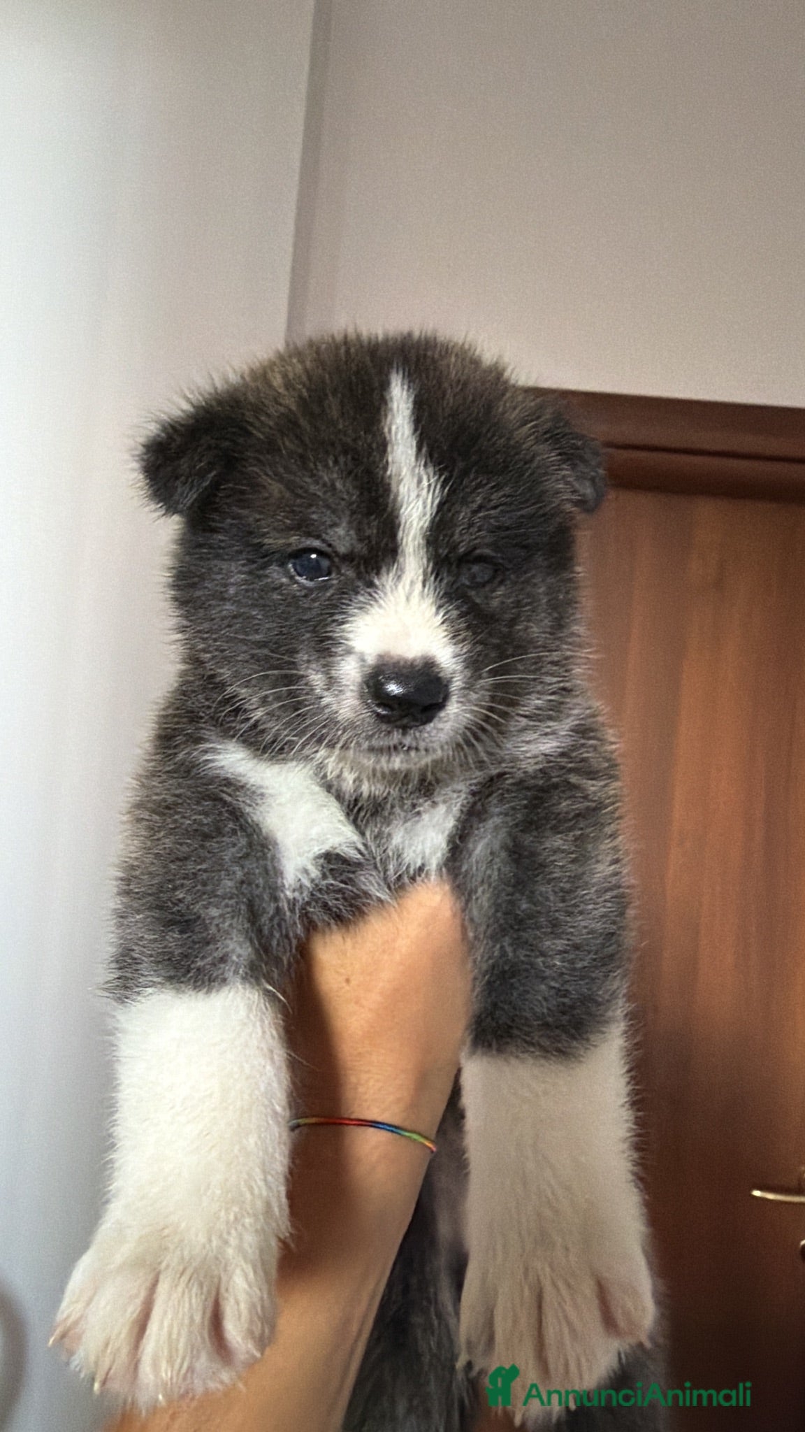 Akita Inu cani Cucciole Akita Inu con pedigree – 6 femmine - Annuncio 7