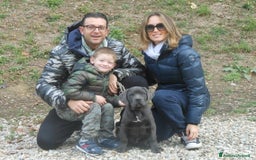 Cane Corso cani in vendita: cuccioli e cuccioloni  di cane corso  a Provincia di Cuneo - Immagine 4
