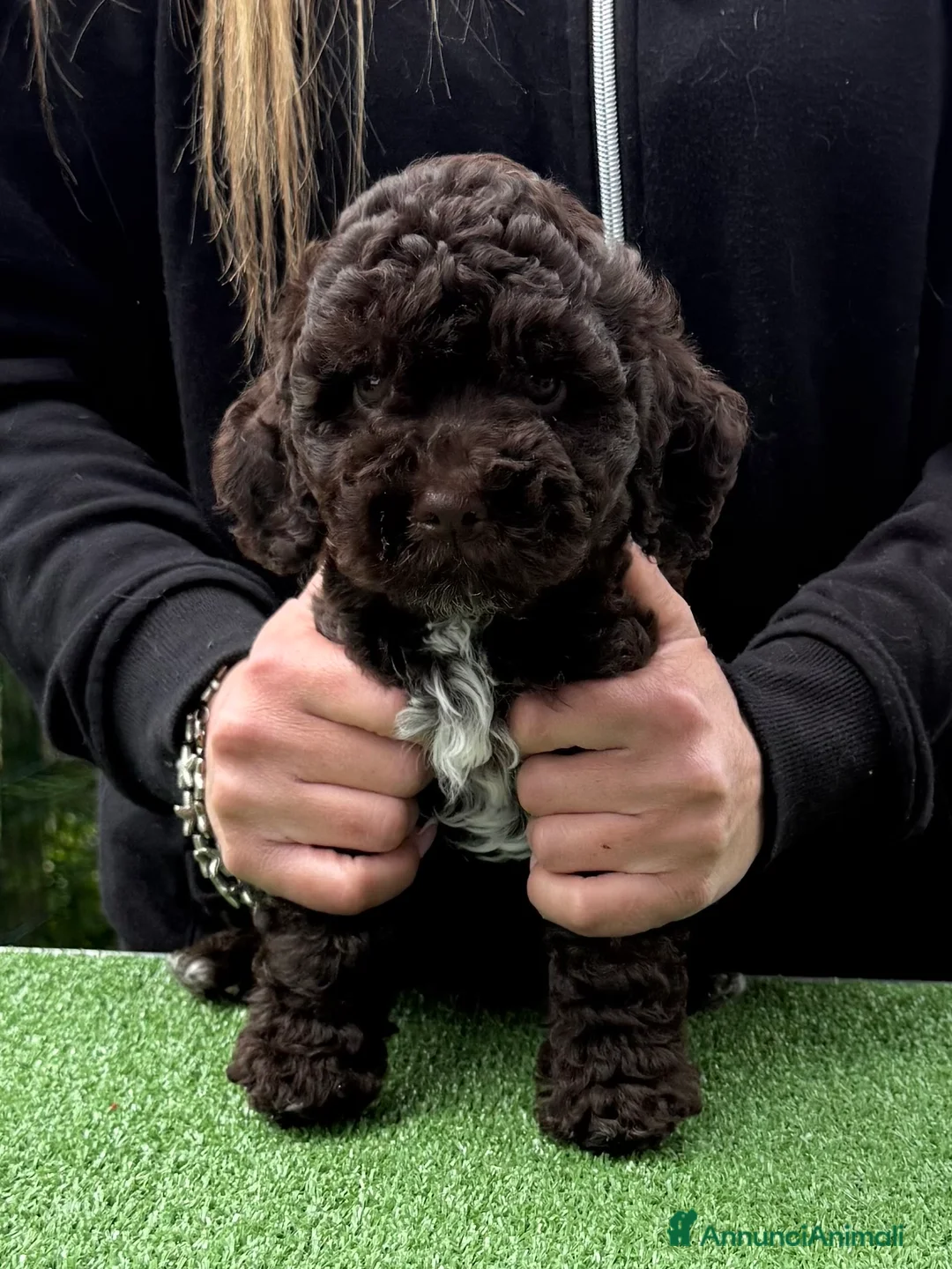 Lagotto cani in vendita: Cuccioli Lagotto altissima genealogia  - Annuncio 2