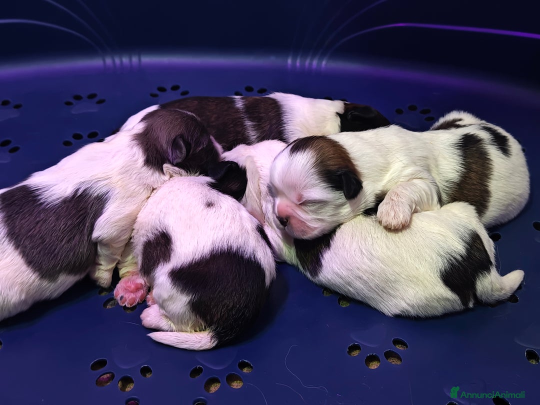 Shih Tzu cani in vendita: Cuccioli di Shih Tzu  - Annuncio 4