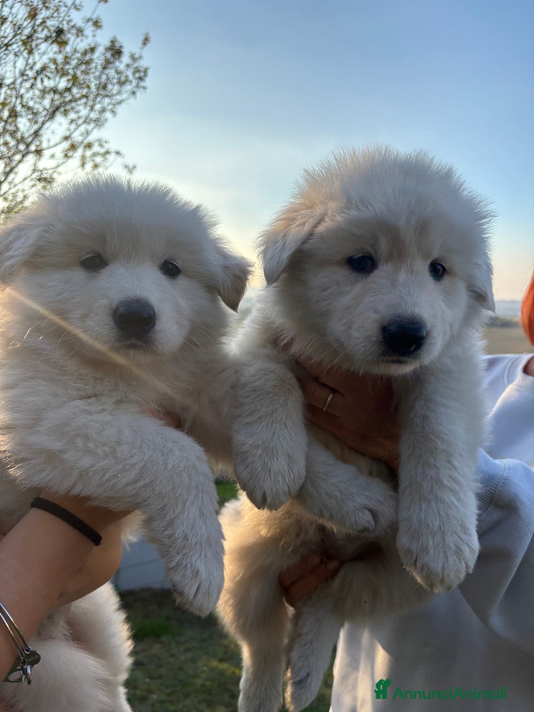 Pastore Svizzero cani in vendita: Disponibili cuccioli di pastore svizzero  - Annuncio 4