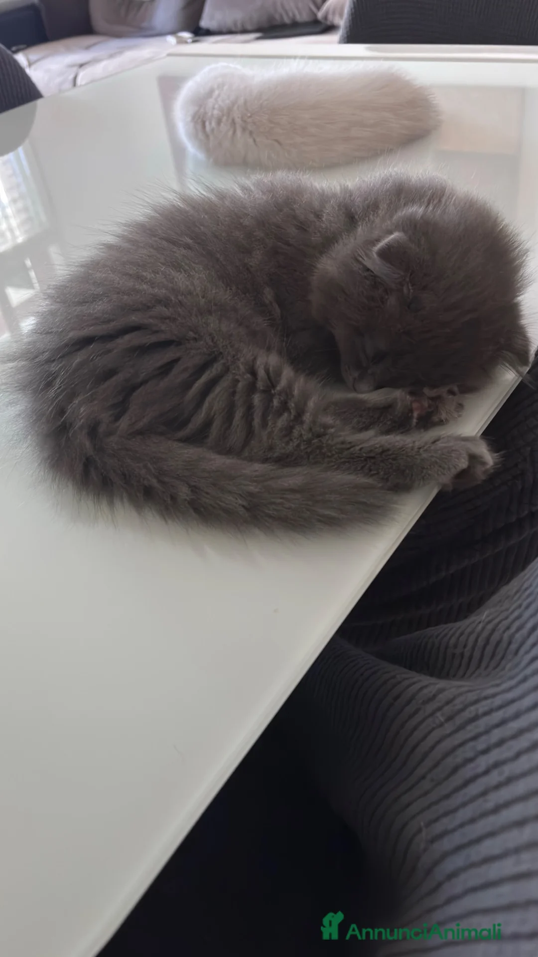 Scottish gatti in vendita: Cucciola di scottish fold - Annuncio 1
