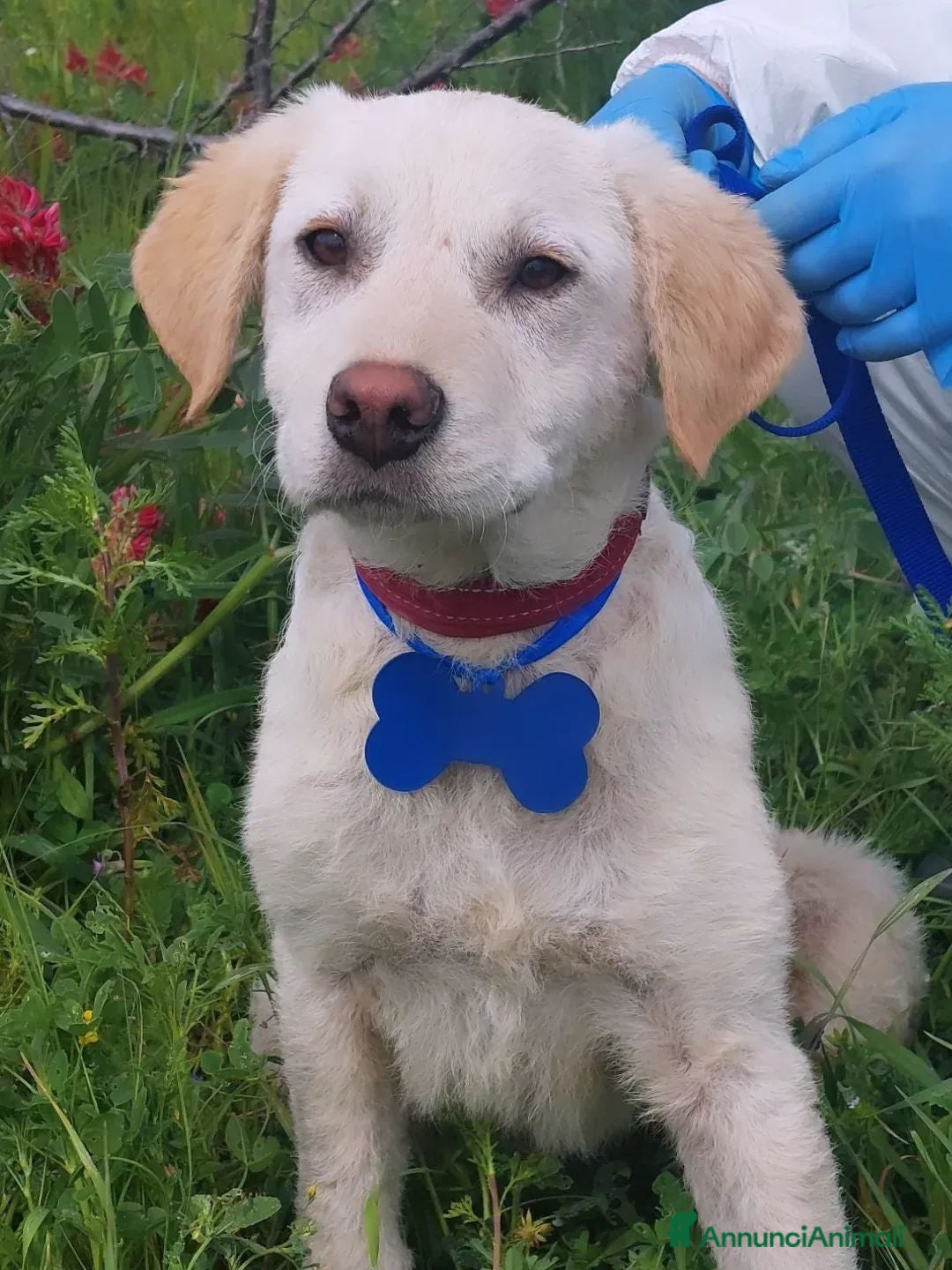 Meticcio cani Roberto  - Annuncio 2