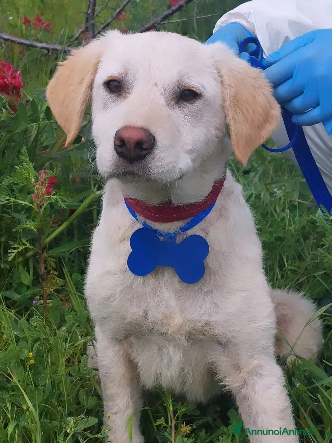 Meticcio cani in regalo: Roberto  a Provincia di Crotone - Annuncio 1