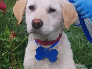 Meticcio cani Roberto - Annuncio 2