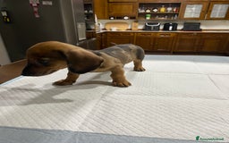 Bassotto cani in vendita: Cuccioli di Bassotto Arlecchino/Macchiati  a Provincia di Vicenza - Immagine 1