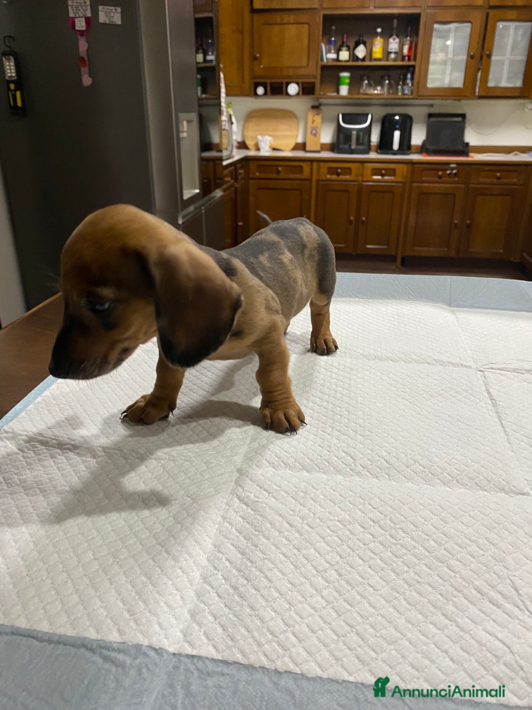 Bassotto cani in vendita: Cuccioli di Bassotto Arlecchino/Macchiati  a Provincia di Vicenza - Immagine 1