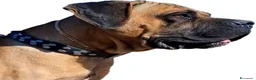 Cane Corso cani in vendita: Cane corso - Annuncio 7