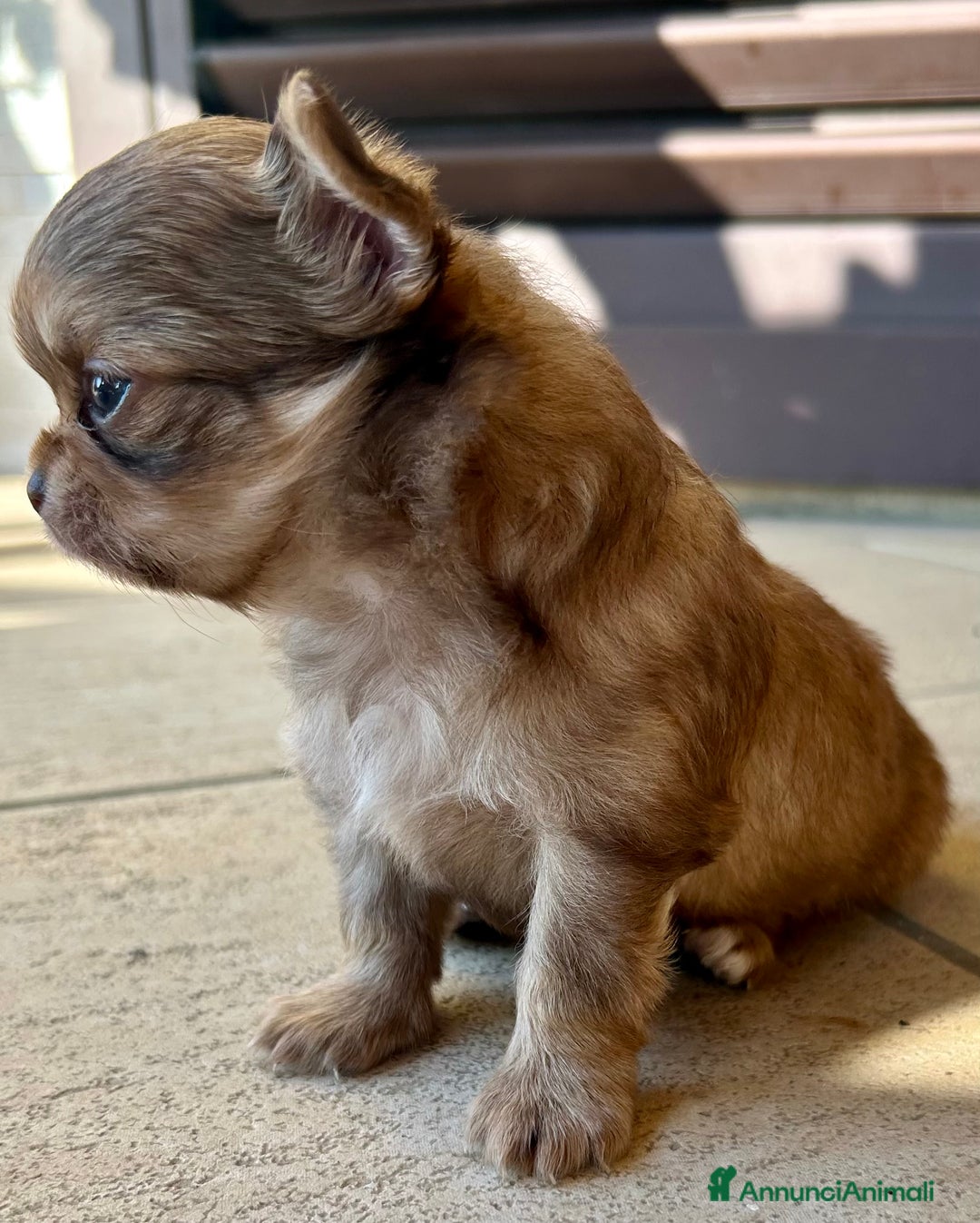 Chihuahua cani in vendita: Cuccioli di chihuahua a pelo lungo PEDIGREE a Provincia di Chieti - Immagine 3