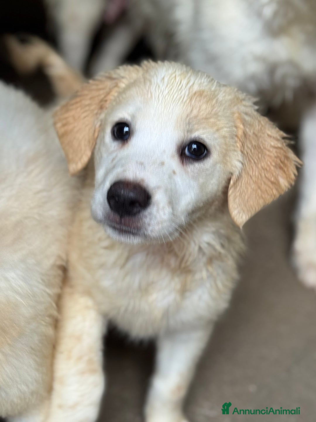 Meticcio cani in regalo: Melania cucciola curiosa taglia medio grande - Annuncio 2