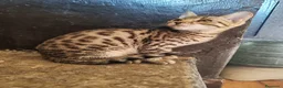 Bengala gatti in vendita: Gatto del Bengala cuccioli  - Annuncio 7