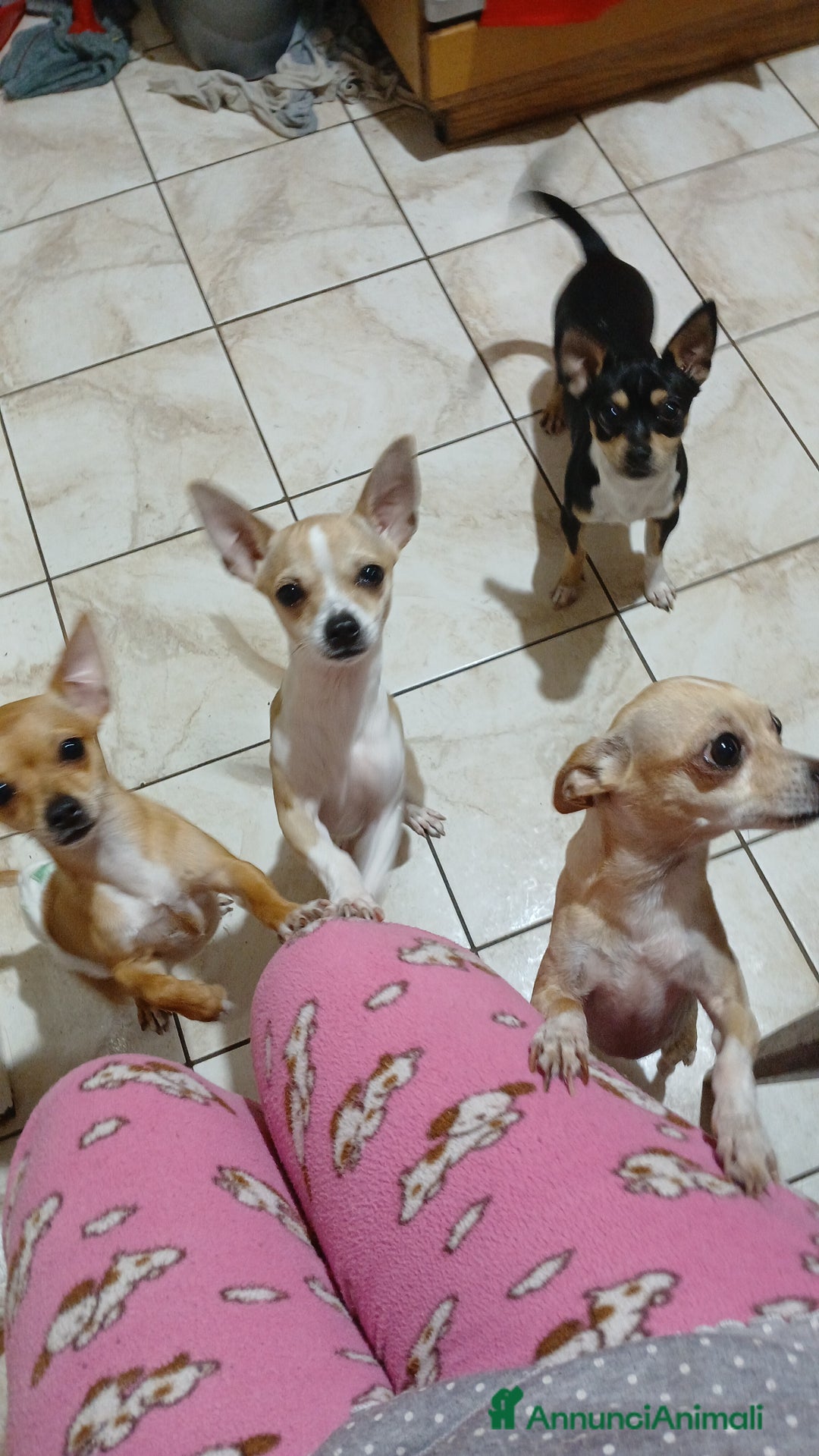 Chihuahua cani in vendita: Chihuahua cuccioli disponibili - Annuncio 6