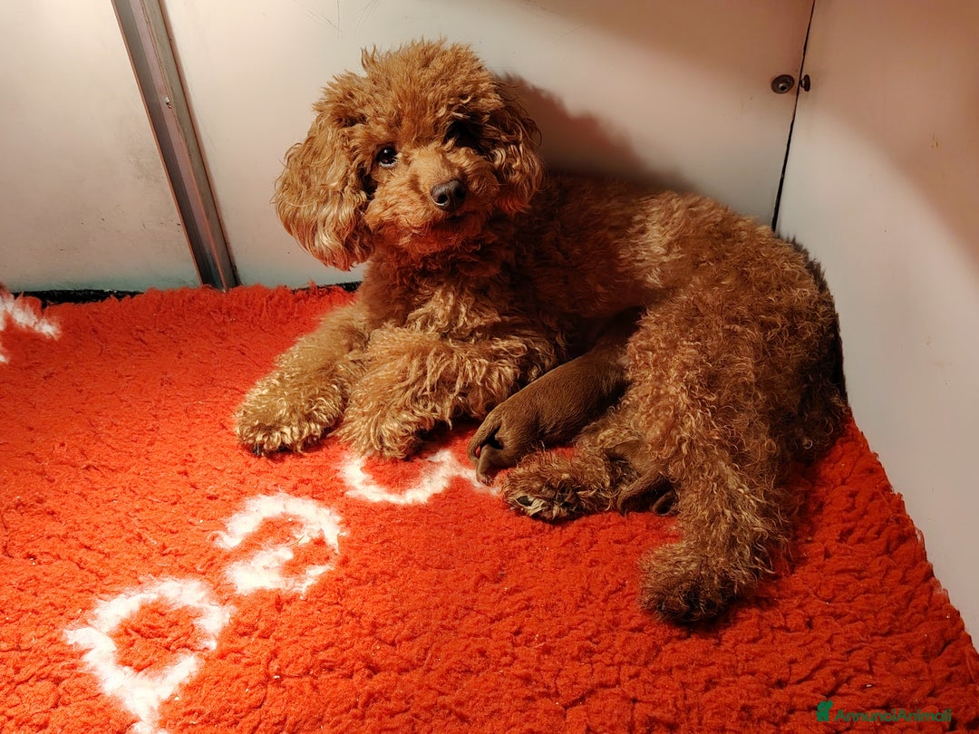 Barboncino Toy cani in vendita: 2 femmine barboncino toy  - Annuncio 1