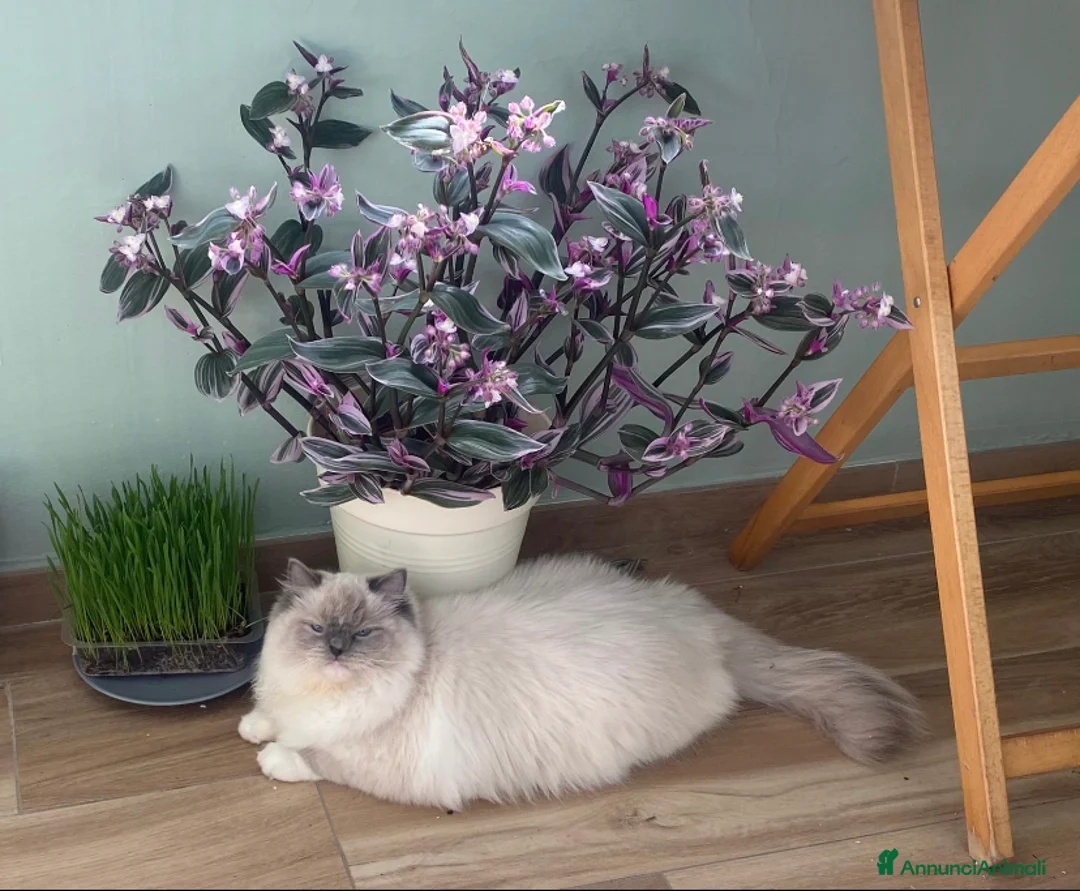 Meticcio gatti in vendita: PRENOTAZIONE CUCCIOLATA - Annuncio 1