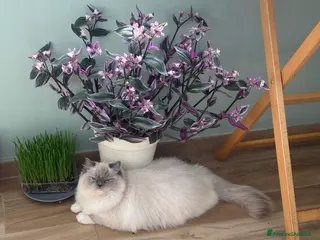 Meticcio gatti PRENOTAZIONE CUCCIOLATA - Annuncio 3