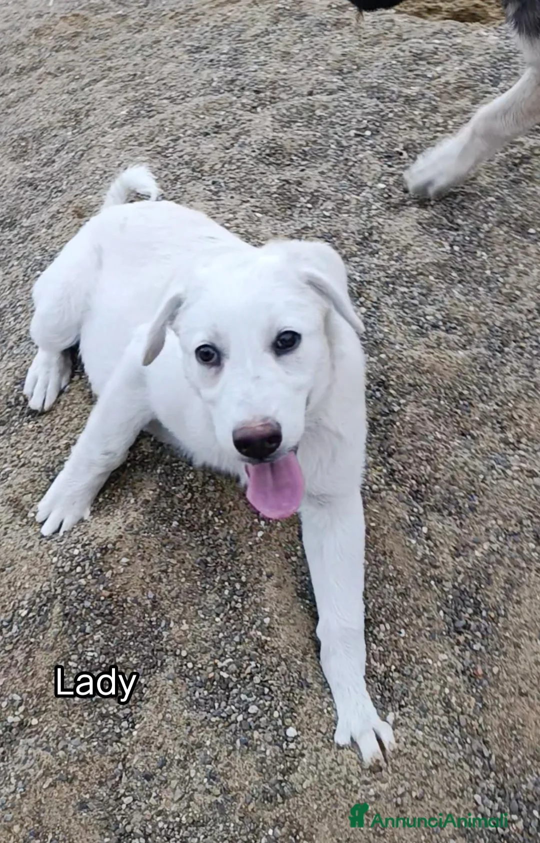 Meticcio cani in regalo: Cucciola di 3 mesi  - Annuncio 5