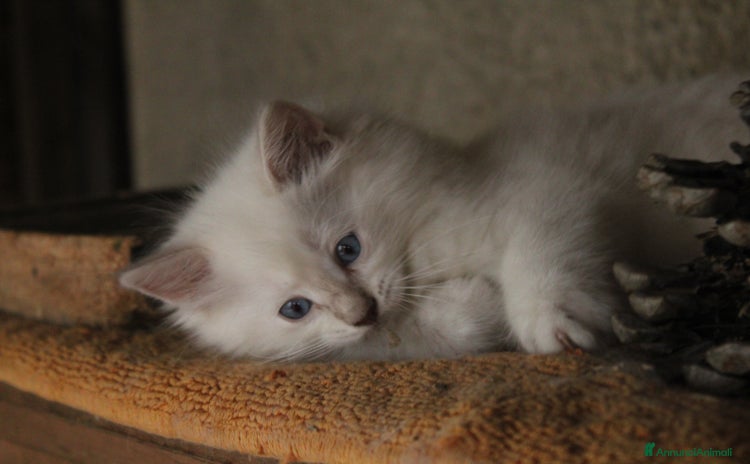 Ragdoll gatti a Provincia di Pavia - Annuncio 17