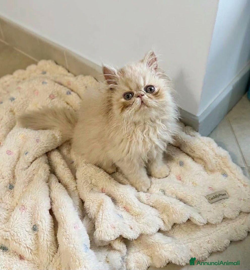 Persiano gatti Cucciolo persiano crema  - Annuncio 2