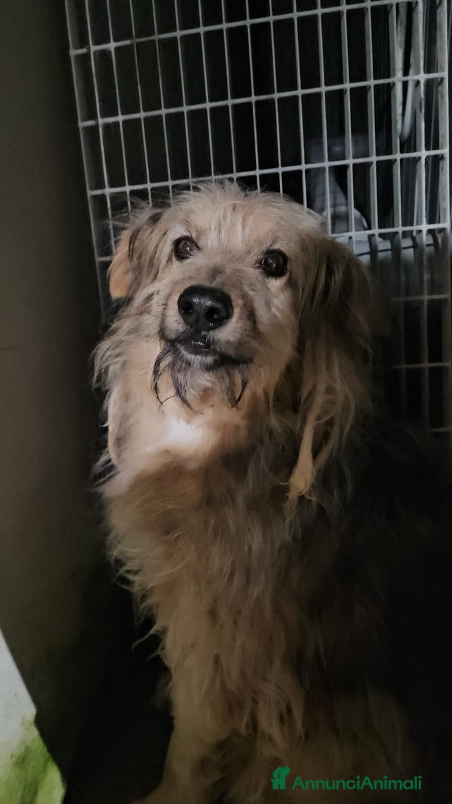 Meticcio cani Vanny: una vita in canile, docile e socievole  - Annuncio 13