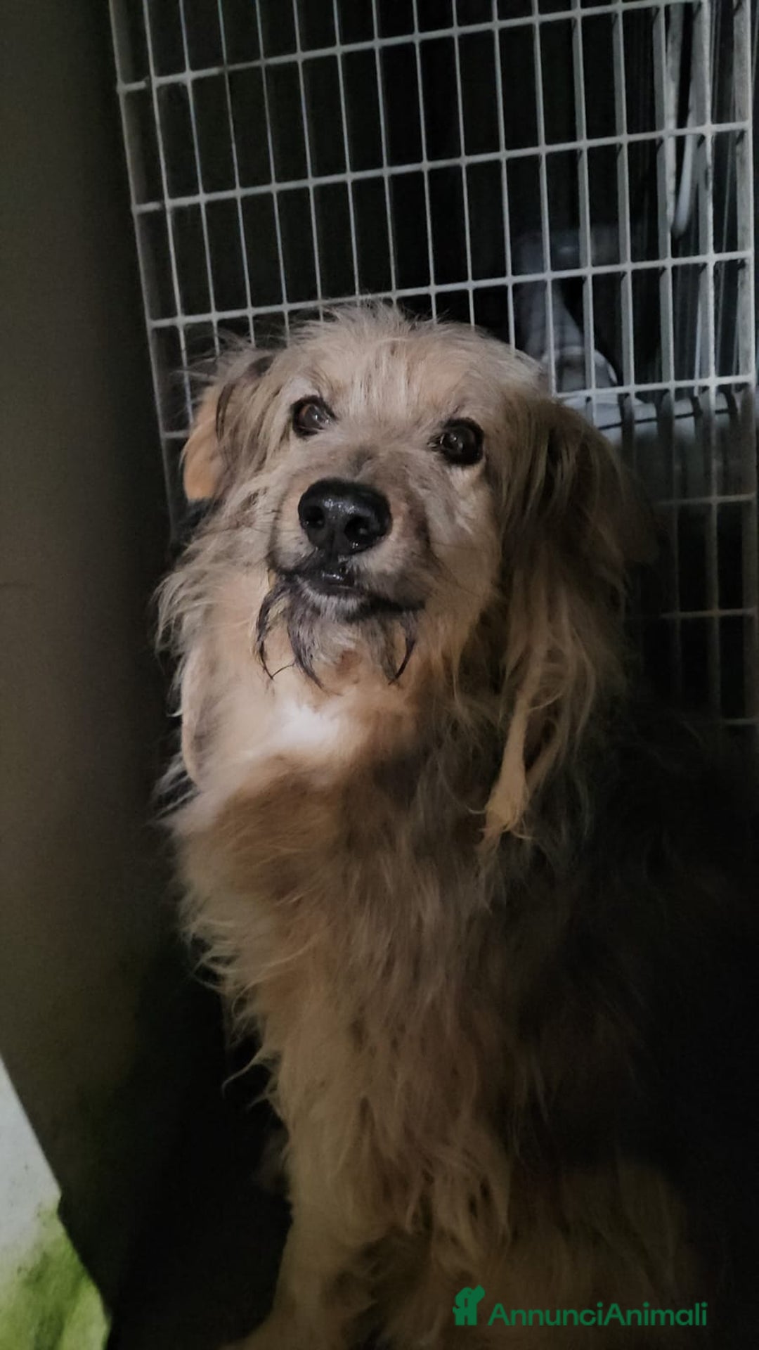 Meticcio cani in regalo: Vanny: una vita in canile, docile e socievole  - Annuncio 1