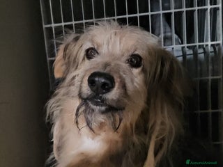 Meticcio cani Vanny: una vita in canile, docile e socievole - Annuncio 1