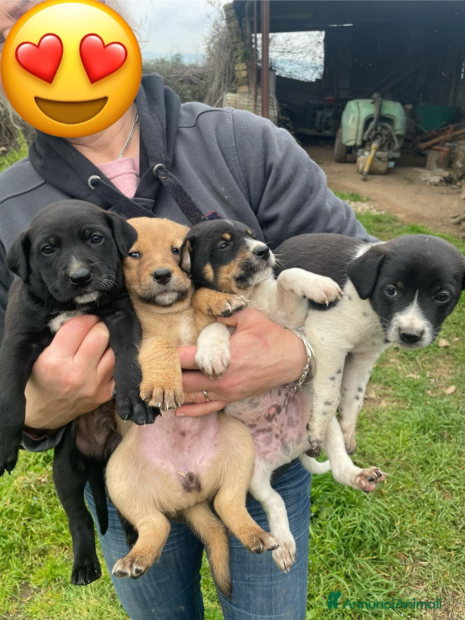 Meticcio cani Cuccioli taglia medio piccola 2 mesi  - Annuncio 34