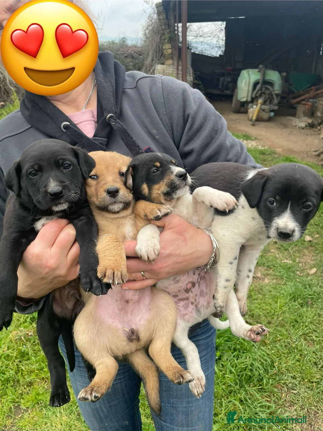 Meticcio cani in regalo: Cuccioli taglia medio piccola 2 mesi  - Annuncio 1