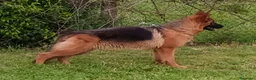 Pastore Tedesco cani in vendita: Pastori Tedeschi - Annuncio 2
