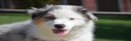 Australian Shepherd cani in vendita: Cucciola Australian Shepherd  - Annuncio 2
