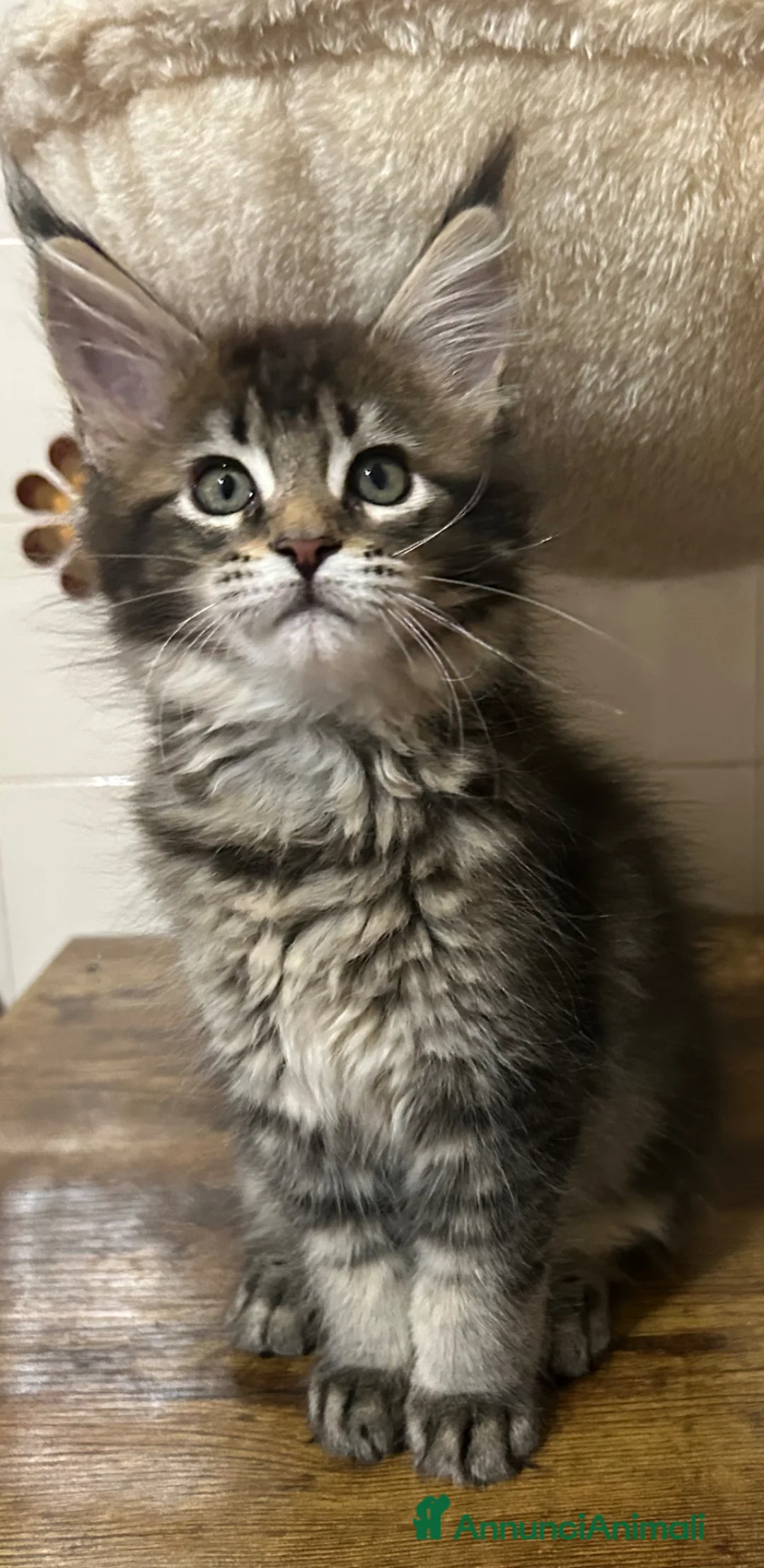 Maine Coon gatti in vendita: Maine Coon - Annuncio 2