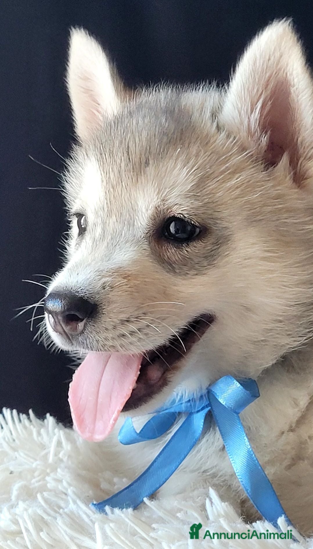Husky cani SIBERIAN HUSKY CUCCIOLATA CON PEDIGREE  - Annuncio 1