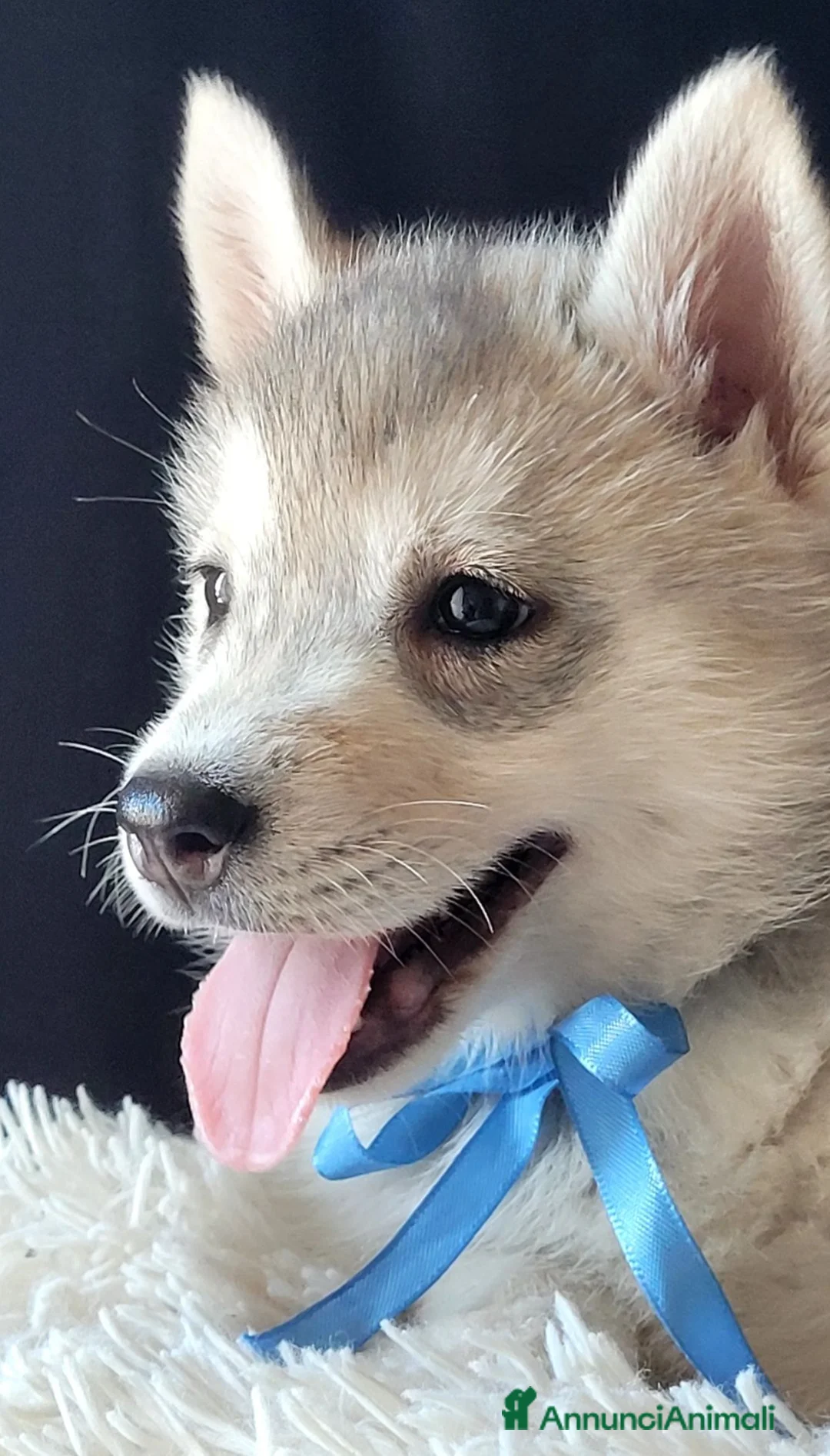 Husky cani in vendita: SIBERIAN HUSKY CUCCIOLATA CON PEDIGREE  - Annuncio 1