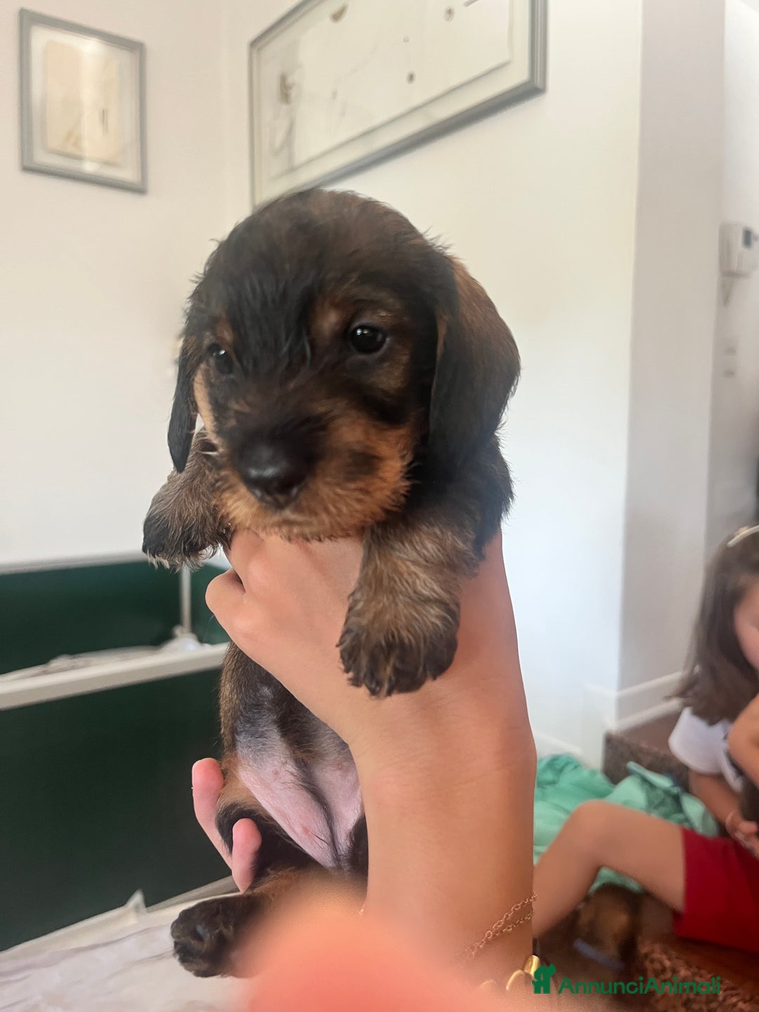 Bassotto cani in vendita: Cuccioli di bassotto standard pelo ruvido a Provincia di Varese - Immagine 2