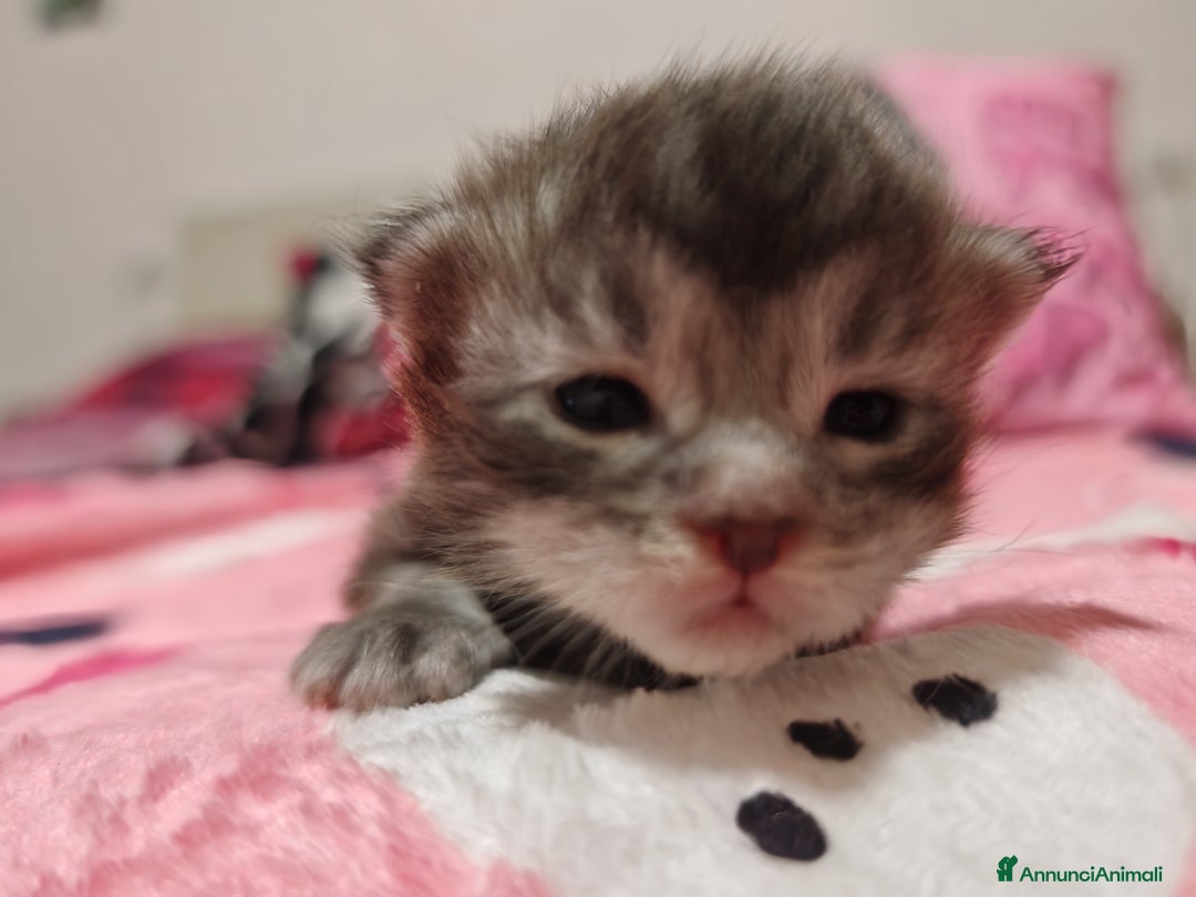 Maine Coon gatti in vendita: Maine coon  - Annuncio 6