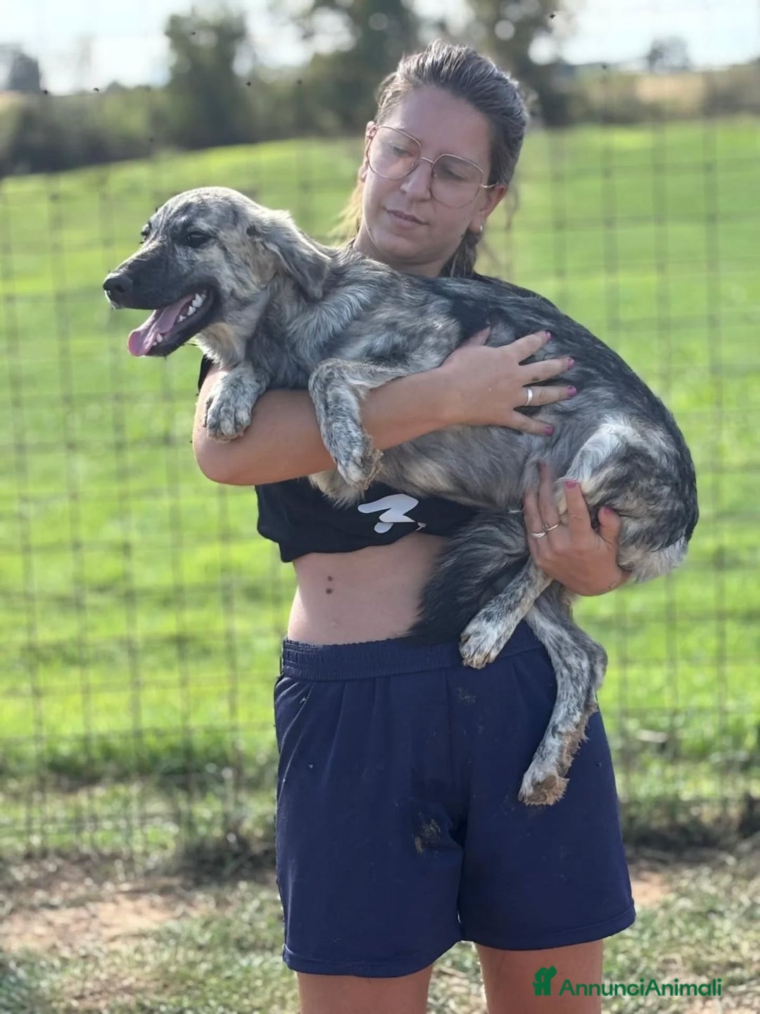 Meticcio cani in regalo: JOY dolce cucciola 7 mesi in adozione  - Annuncio 4