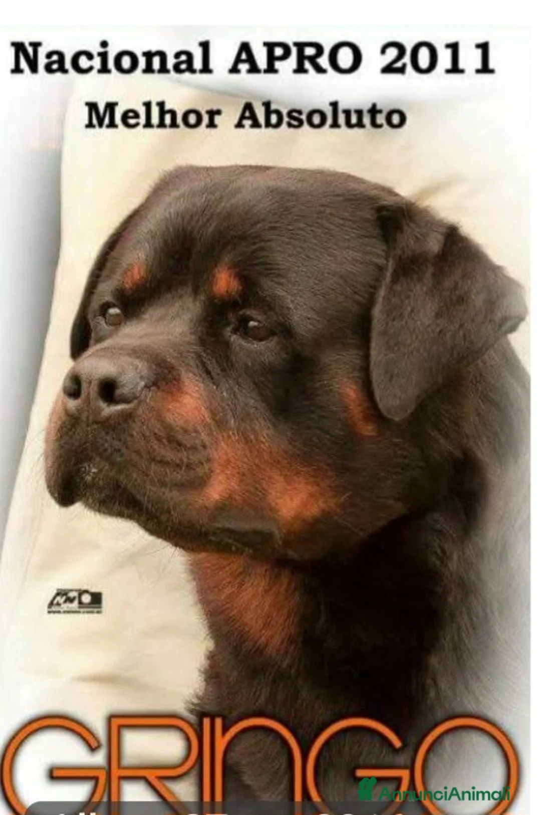 Rottweiler cani in vendita: Disponibili cuccioli Rottweiler  - Annuncio 34