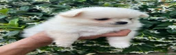 Chihuahua cani in vendita: Chihuahua femmina  - Annuncio 4
