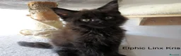 Maine Coon gatti in vendita: Magnifici Cuccioli di Maine Coon disponibili - Annuncio 5