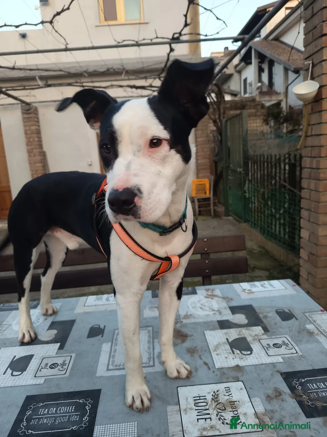 Meticcio cani in regalo: UNA MAMMA PER JACK - Annuncio 2