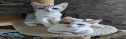 Europeo gatti in regalo: Piko & Bok: dalla radura al cuore di una famiglia! - Annuncio 14