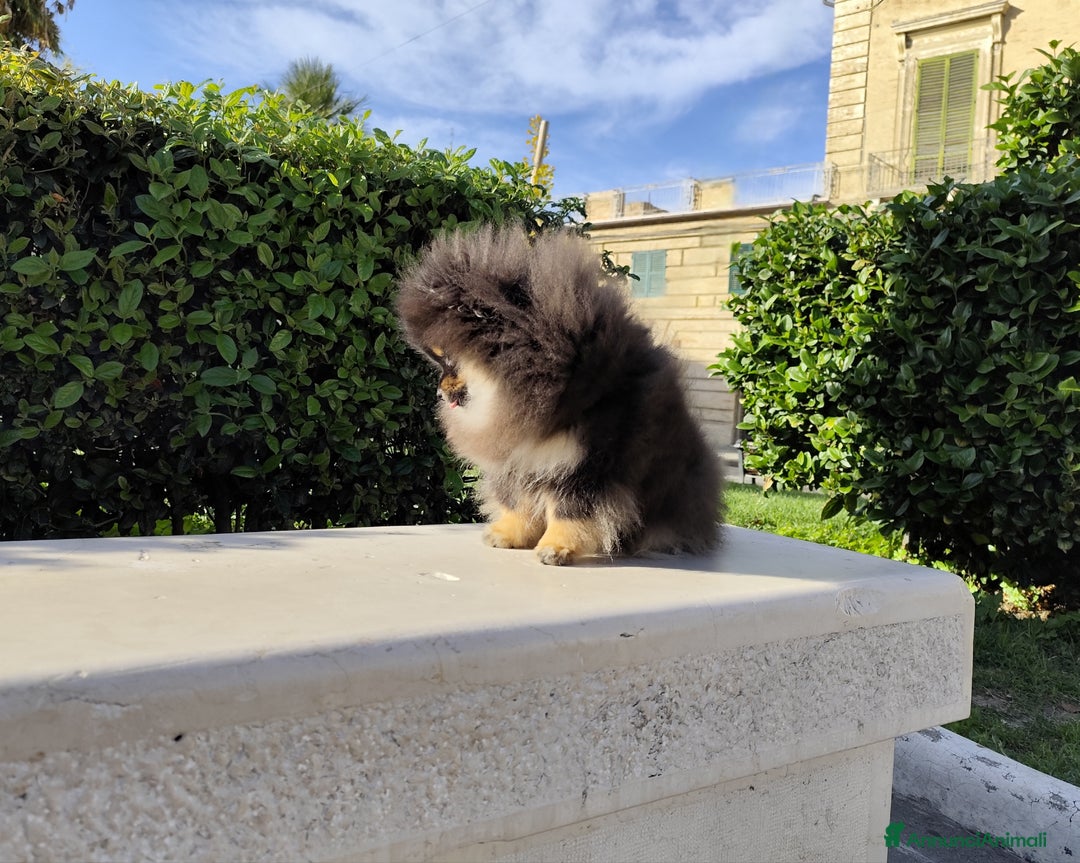 Volpino Pomerania cani in vendita: Spitz di Pomerania con pedigree  - Annuncio 4