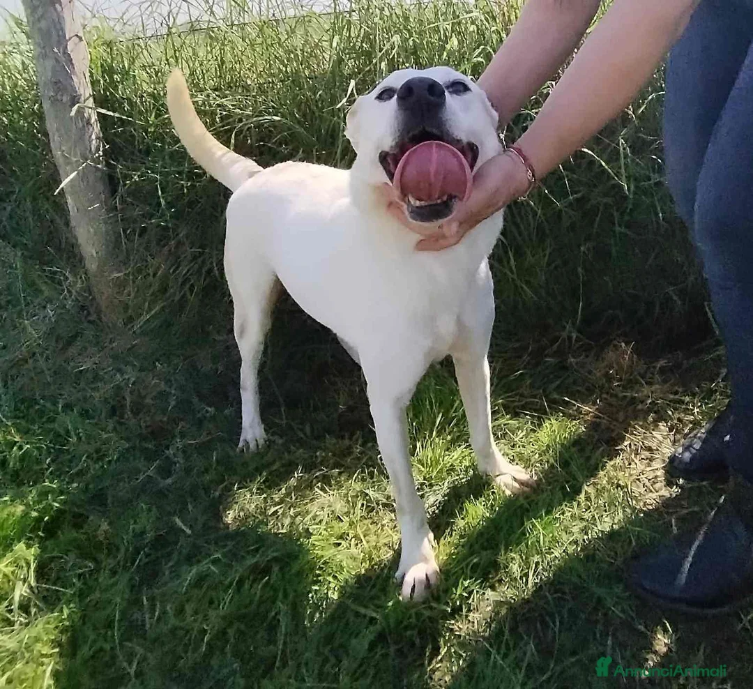 Meticcio cani in regalo: Ginga simil labrador in adozione a Provincia di Latina - Annuncio 3