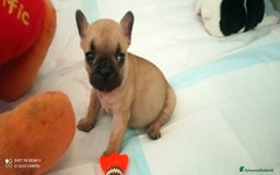 Bulldog Francese cani in vendita: CUCCIOLA DI BOULDOGUE FRANCESE  a Province of Pavia - Immagine 9