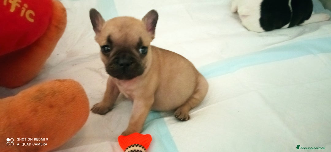 Bulldog Francese cani in vendita: CUCCIOLA DI BOULDOGUE FRANCESE  a Province of Pavia - Immagine 9