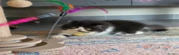 Persiano gatti in vendita: Gatti persiani  - Annuncio 16